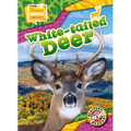 White-Tailed Deer