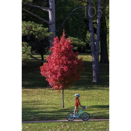 105 Meadowlark Reader: Bicycle Stories