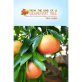From the Limb of a Grapefruit Tree: A Woman's True-Life Adventure of Self-Reliance and Determination