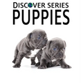 Puppies