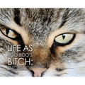 Life as Boo Boo's Bitch: The Fundamentals of Feline Fatherhood