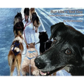 Run Like a Sled Dog: Another Black Bear Sled Dog Adventure