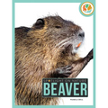Beaver