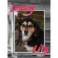 Lucky Lily