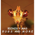 Bichos y Mas: Bugs and More