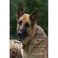 What I Learned About Leadership From My Dog