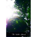 The Visible Church: Her Government, Ceremonies, Sacramentals, Festivals, And Devotions