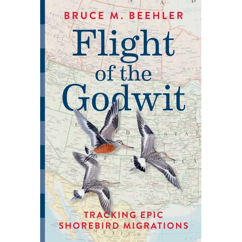 Flight of the Godwit: Tracking Epic Shorebird Migrations